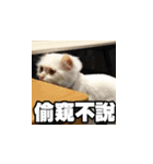 Meow's talk（個別スタンプ：24）