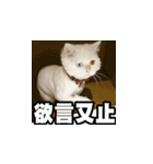 Meow's talk（個別スタンプ：25）