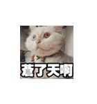 Meow's talk（個別スタンプ：26）