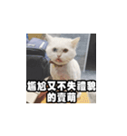 Meow's talk（個別スタンプ：28）