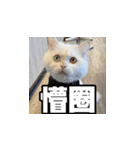 Meow's talk（個別スタンプ：29）