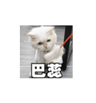 Meow's talk（個別スタンプ：31）