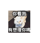 Meow's talk（個別スタンプ：32）
