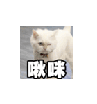 Meow's talk（個別スタンプ：34）