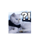 Meow's talk（個別スタンプ：35）