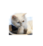 Meow's talk（個別スタンプ：36）