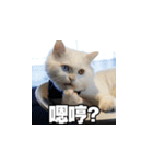 Meow's talk（個別スタンプ：37）