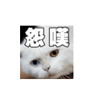 Meow's talk（個別スタンプ：39）