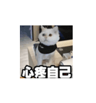 Meow's talk（個別スタンプ：40）