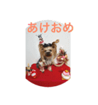 トッポのお正月（個別スタンプ：1）