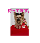 トッポのお正月（個別スタンプ：10）