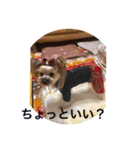 トッポのお正月（個別スタンプ：14）