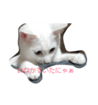 もふもふ1（個別スタンプ：1）