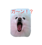 ぽめ部 2（個別スタンプ：1）
