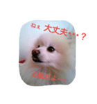 ぽめ部 2（個別スタンプ：3）