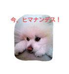 ぽめ部 2（個別スタンプ：4）