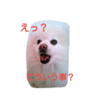 ぽめ部 2（個別スタンプ：6）