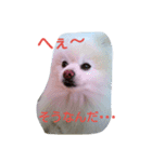 ぽめ部 2（個別スタンプ：10）