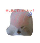 ぽめ部 2（個別スタンプ：12）