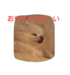 ぽめ部 2（個別スタンプ：13）