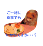 ぽめ部 2（個別スタンプ：22）