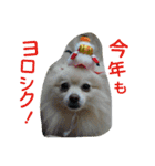 ぽめ部 2（個別スタンプ：24）