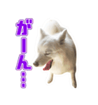 スピッツくん（個別スタンプ：1）