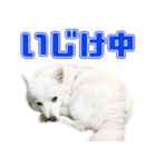 スピッツくん（個別スタンプ：3）