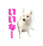 スピッツくん（個別スタンプ：5）
