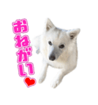 スピッツくん（個別スタンプ：6）