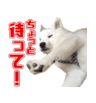 スピッツくん（個別スタンプ：7）