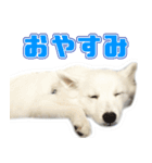 スピッツくん（個別スタンプ：8）