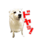 スピッツくん（個別スタンプ：9）