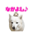 スピッツくん（個別スタンプ：10）