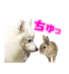 スピッツくん（個別スタンプ：17）