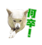 スピッツくん（個別スタンプ：19）