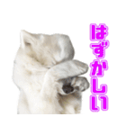 スピッツくん（個別スタンプ：22）