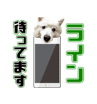 スピッツくん（個別スタンプ：24）