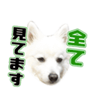 スピッツくん（個別スタンプ：30）
