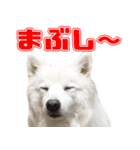 スピッツくん（個別スタンプ：35）
