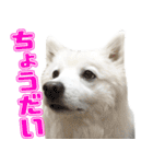 スピッツくん（個別スタンプ：37）