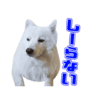 スピッツくん（個別スタンプ：39）