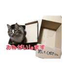 ネコのマイキー（個別スタンプ：11）
