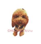 CHOCO＆PHOO（個別スタンプ：1）