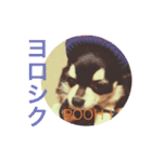 CHOCO＆PHOO（個別スタンプ：3）