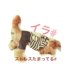 CHOCO＆PHOO（個別スタンプ：15）