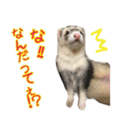 日常フェレットスタンプ（個別スタンプ：7）