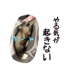 日常フェレットスタンプ（個別スタンプ：9）