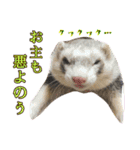 日常フェレットスタンプ（個別スタンプ：11）