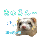 日常フェレットスタンプ（個別スタンプ：12）